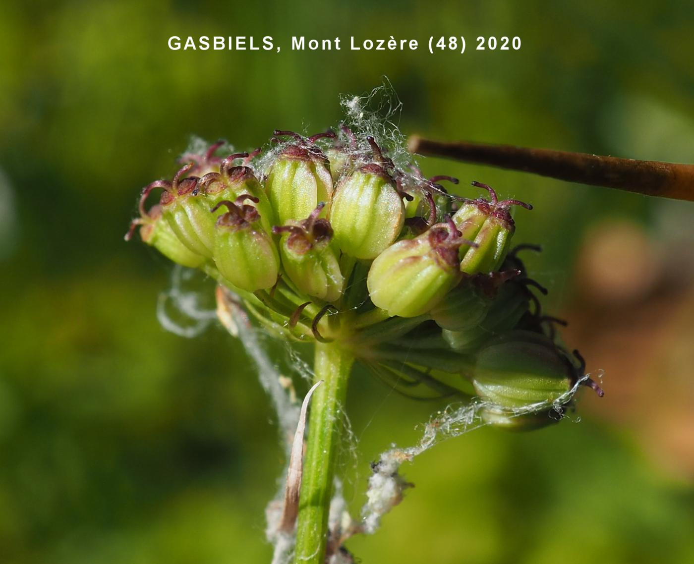 Angelica, Pyrrenean fruit